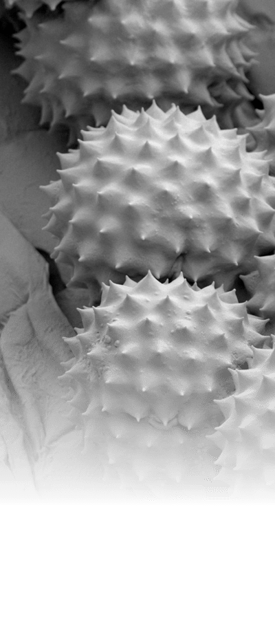 Scanning electron image of ambrosia pollen. Magnification 2000 times, by 4x5 inch.